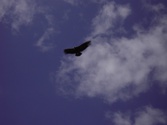 11 fliegender Condor bei Cruz del Condor_Colca Canyon