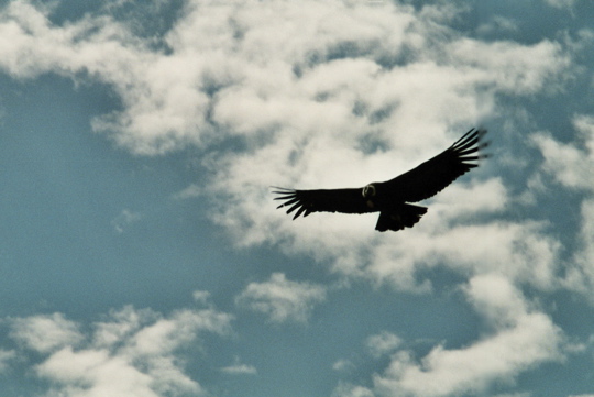 111 fliegender Condor