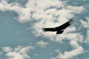 111 fliegender Condor